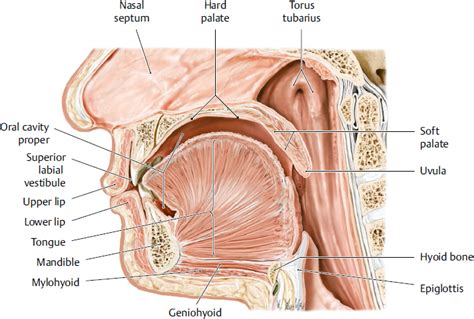 Oral Cavity and Pharynx | Plastic Surgery Key