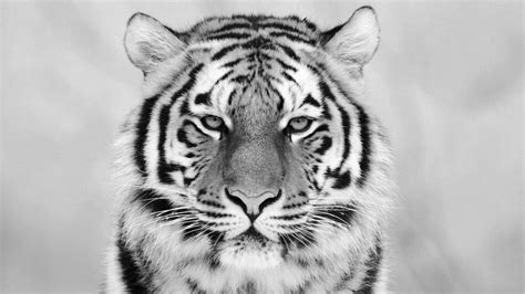 Download 4K HD Collections of White Tiger Wallpaper HD 60+ For Desktop ...