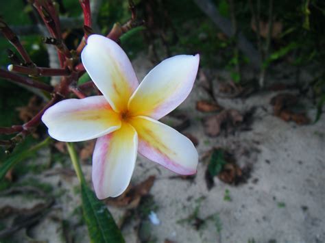 Pin on Beautiful Flowers