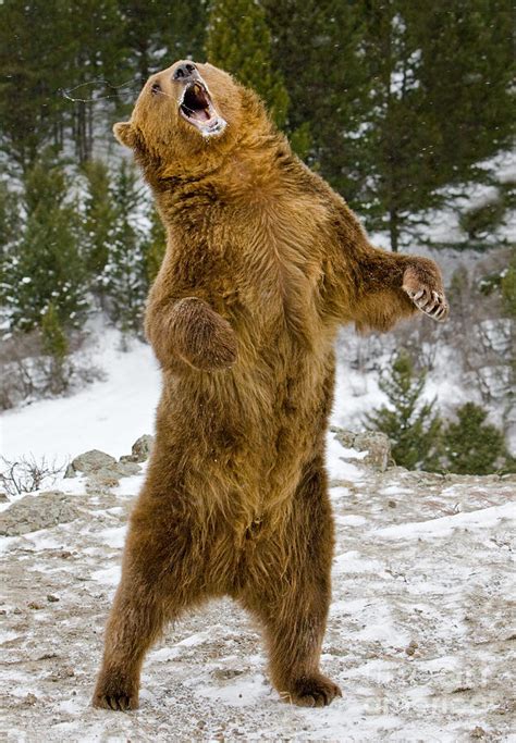 Grizzly Standing Photograph by Jerry Fornarotto