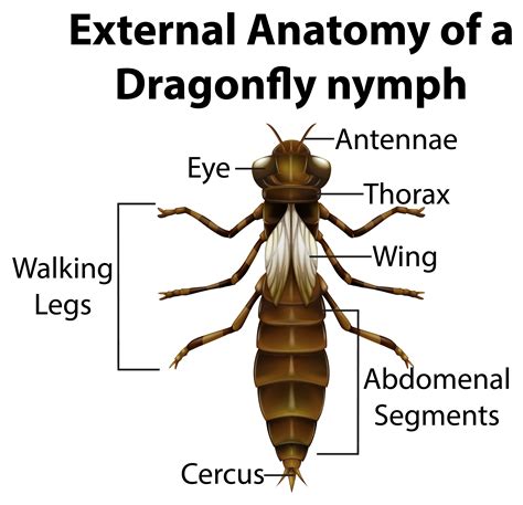 External Anatomy of a Dragonfly nymph on white background 1424956 ...