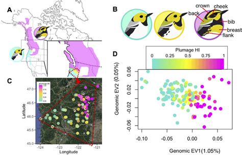 Plumage variation across the hybrid zone is consistent with genomic ...