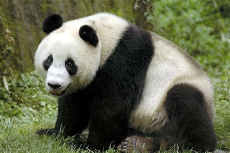 Wang Wang the male giant panda - ABC News (Australian Broadcasting ...