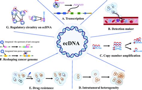 Functions of ecDNA for oncogenesis. A Transcription. ecDNA can ...