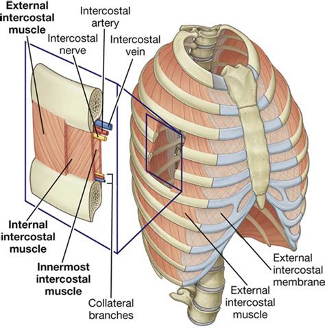 Intercostal muscle strain causes, symptoms, diagnosis, treatment ...