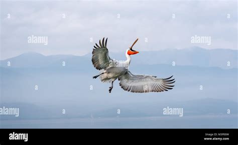 A Dalmatian pelican flying high Stock Photo - Alamy