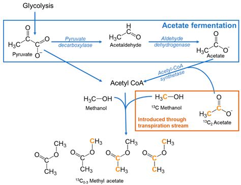 Methyl Acetate