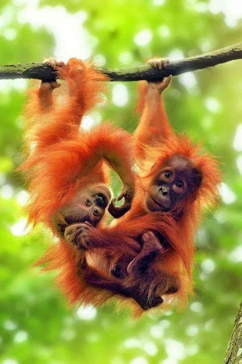 138 Best I need a crazy-haired baby orangutan! images | Baby orangutan, Orangutan, Animals beautiful