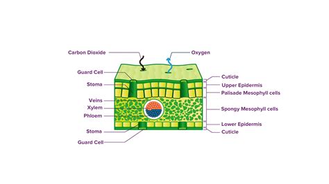 What is the internal structure of a leaf?