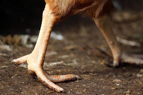 Poultry foot-pad dermatitis: An updated review | WATTAgNet