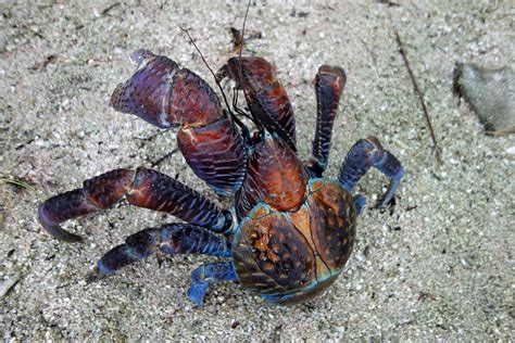 Coconut Crab In Water / How To Treat Shell Evacuation In Hermit Crabs ...