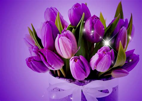 Tulips ***, flowers, nature, violet, bouquet, HD wallpaper | Peakpx