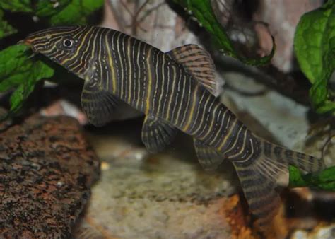 Botia striata – Zebra Loach (Botia striata kolhapurensis) — Seriously Fish