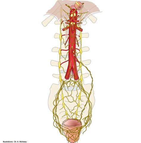 Hypogastric Nerve