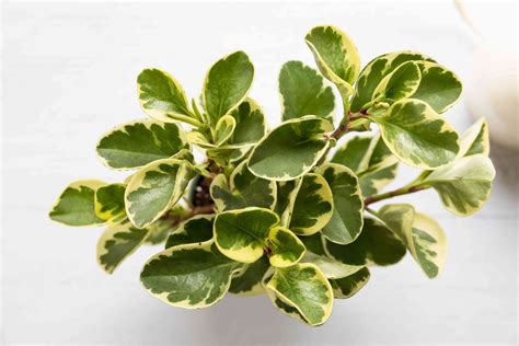 Peperomia Plants: Indoor Care and Growing Guide