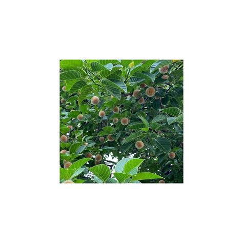 Kadam tree seeds kadamba for sale (Anthocephalus cadamba)