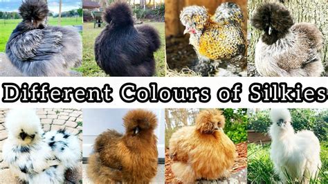 10 Different Colours of American Silkie Chicken Pet || Different Breeds ...