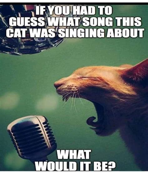 Pin by Larry Parker on Funny Music! in 2020 | Music humor, Kittens funny, Funny cats