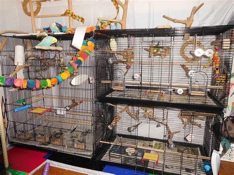 Share Your Budgies Cage Set Up - Talk Budgies Forums