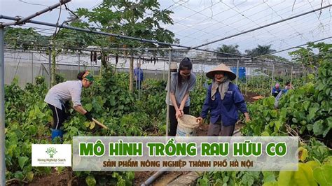 Nông Nghiệp Sạch | Mô Hình Trồng Rau Hữu Cơ Của Trang TRại Hoa Viên - Tui Yêu Tiền Giang