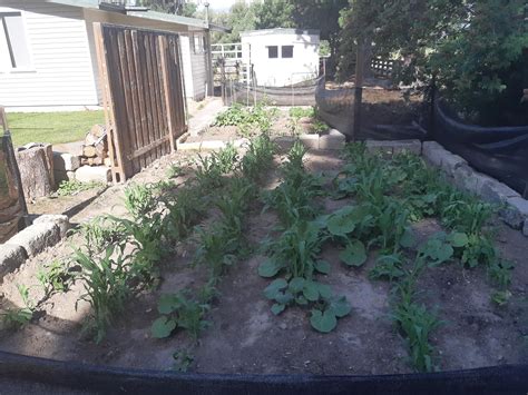 My first garden, which I make my self. : r/gardening