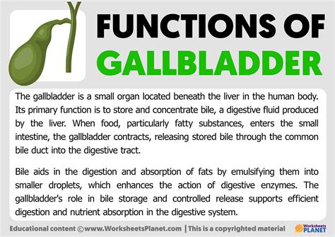 Functions of Gallbladder