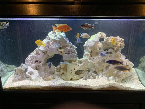 My 100 gallon African Cichlid tank! : r/Aquariums