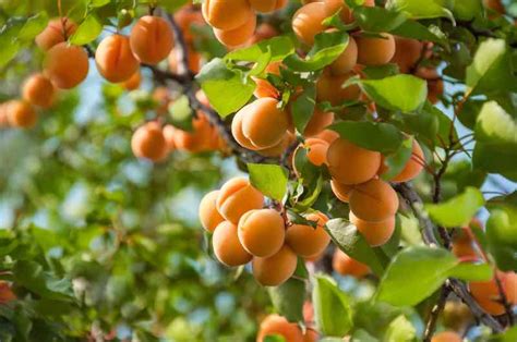 The Patterson Apricot Tree - Minneopa Orchards