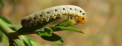 How To Kill Sawfly Larvae | Controlling Sawflys | Organic Products