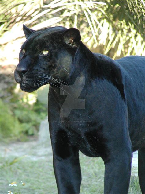 Black Jaguar by Interphantom on DeviantArt