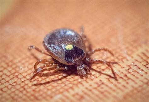 Pin by Brian Boyce on Brian Boyce www.boycegroupinc.com | Ticks, Arachnids, Prevention