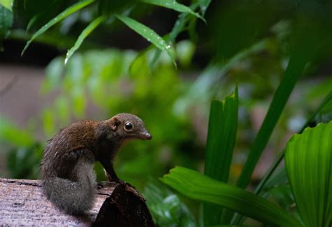 Common Treeshrew from Bukit Panjang, Singapore on December 5, 2022 at 05:20 PM by Calum Burgess ...