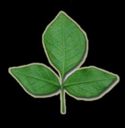 HINDU RITUALS AND ROUTINES...: Bel leaf (Bilva Patra)