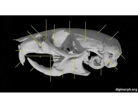 Mus musculus skull anatomy — Printable Worksheet