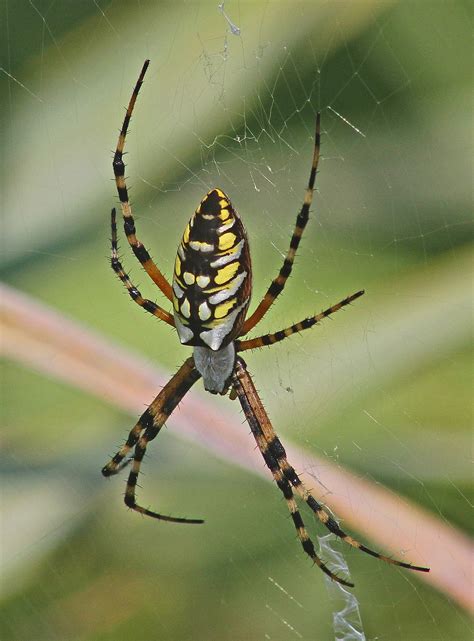 Argiope aurantia - Wikipedia