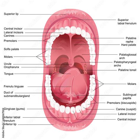 Mouth Anatomy Stock Vector | Adobe Stock