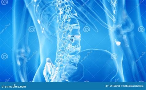 Skeletal lumbar spine stock illustration. Illustration of curvature - 151468225