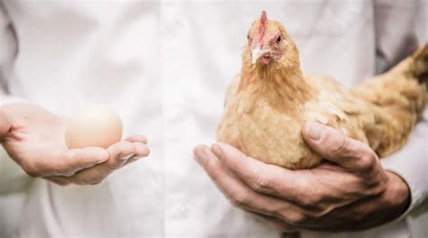 Quantum Weirdness in 'Chicken or Egg Paradox' - Problem Solved by Quantum Physics