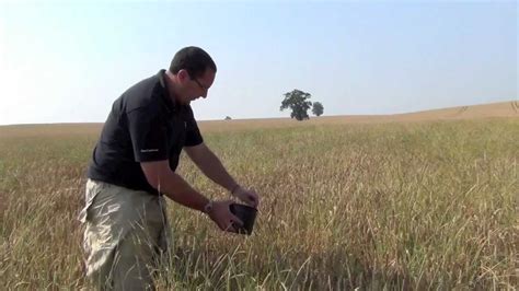 How to Sample Black-Grass Seed - YouTube