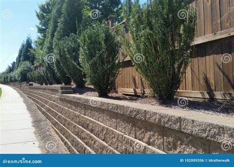 Evergreen Shrubs in Brick Retaining Wall Along Sidewalk Stock Photo - Image of sunny, storefront ...