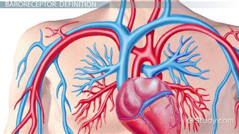 Baroreceptors: Definition, Function & Location - Video & Lesson ...