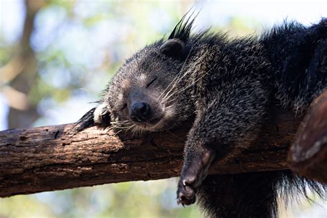 Binturong - CRITTERFACTS