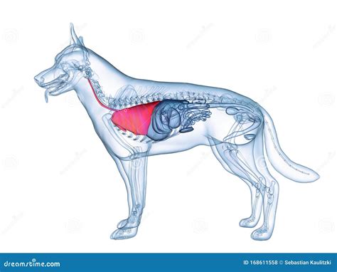 The dogs lung stock illustration. Illustration of mammal - 168611558