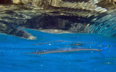 Snorkeling in Kapalua Bay, Maui | Snorkeling in Hawaii