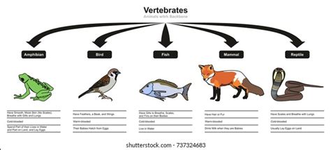 479,345 Vertebrate Images, Stock Photos & Vectors | Shutterstock