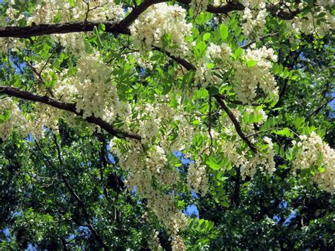 The Foraged Foodie: Foraging: Identifying & Harvesting Black Locust