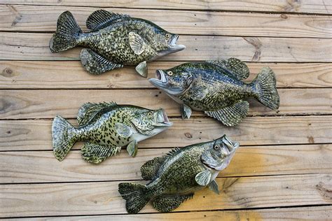 Crappie Available, All Sizes - The Fish Mount Store