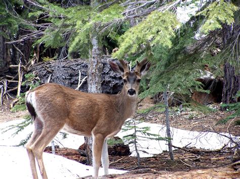 The Natural World: Animals of Yosemite National Park