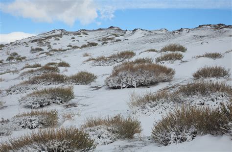 Arctic Tundra Shrubs