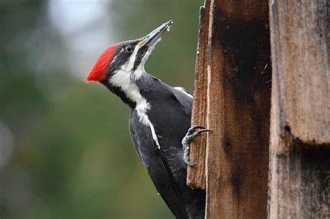 Pileated Woodpecker – Facts | Size | Range | Nest | Habitat | Call – Bird Baron